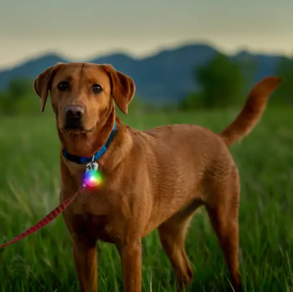 Dog clearance collar light